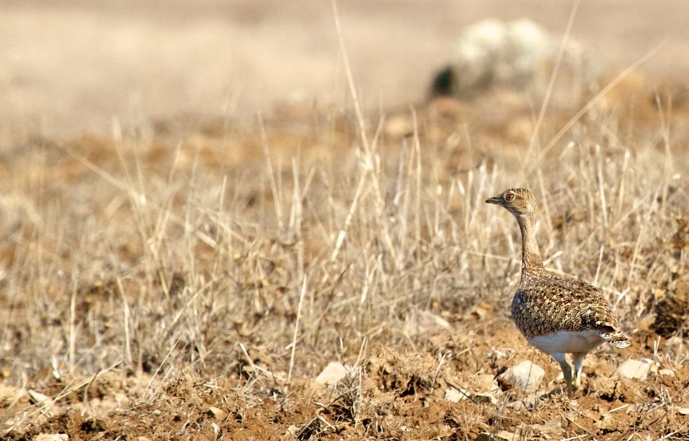 Ongoing major collapse of the Portuguese little bustard breeding ...