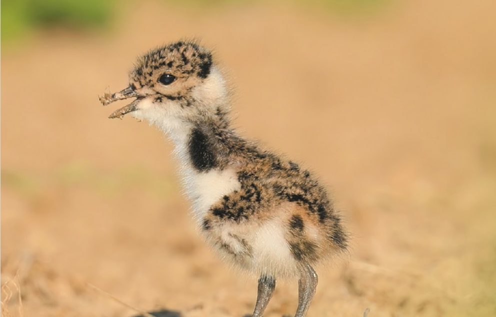 State of the Netherlands’ Birds 2023, newly published | EBCC - EBCC