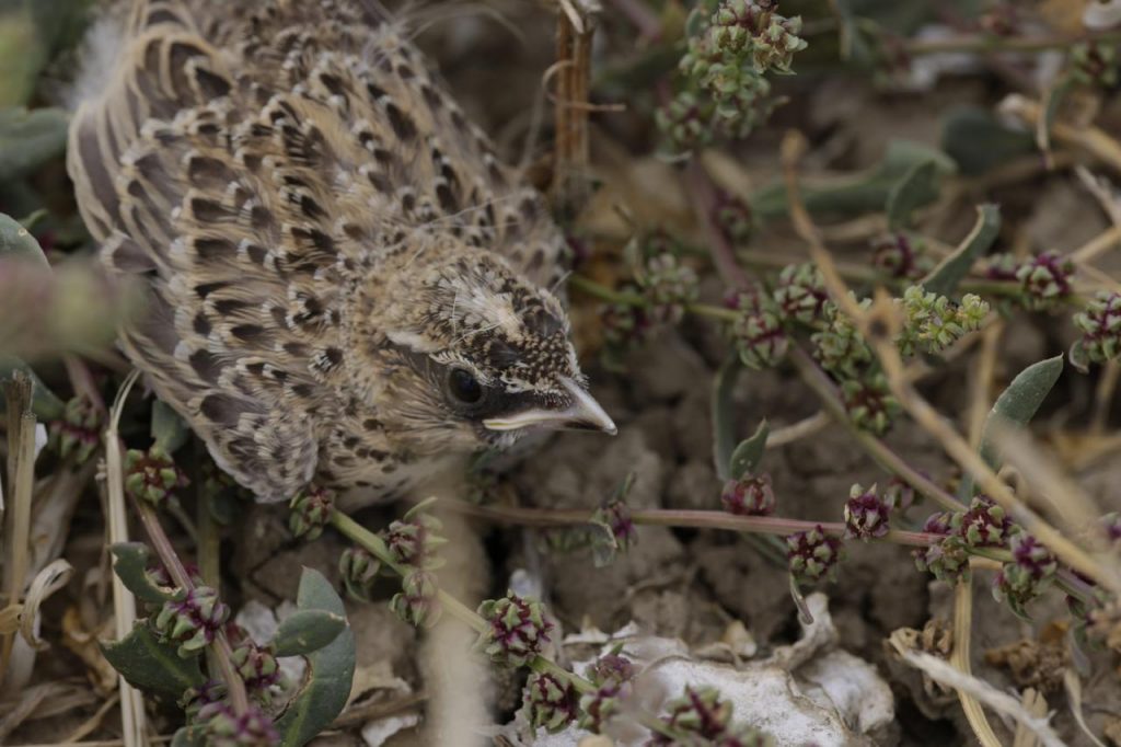 Calandra Lark chick Mesaoria Plain, photo by Peter Bromley