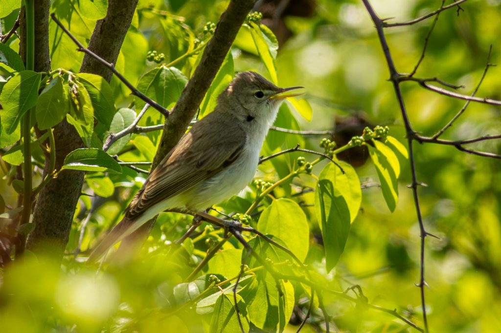 Newly discovered northern most breeeding localities for Olive-tree warbler in Bulgaria, photo by Iordan Hristov