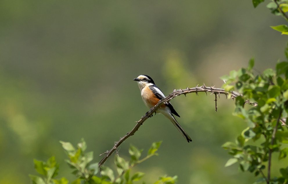 New breeding localities of Masked shrike found in atlas work in Bulgaria