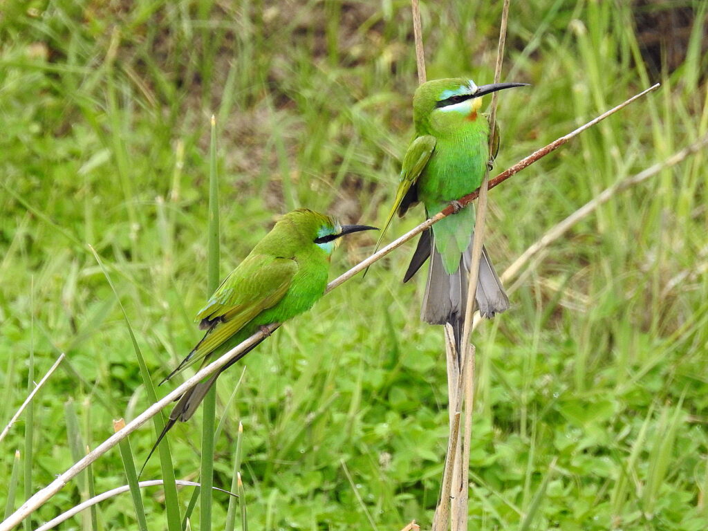 EBCC to support bird monitoring projects in Armenia and Bosnia ...